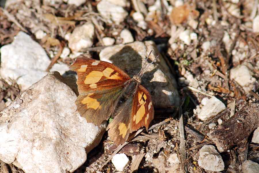 Trovata!!! Libythea celtis